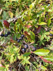 Aronia