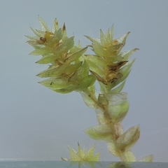 Selaginella eclipes