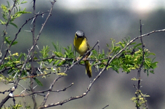 Geothlypis poliocephala