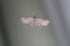 Eupithecia