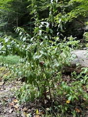 Elaeagnus umbellata