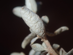 Atriplex vesicaria