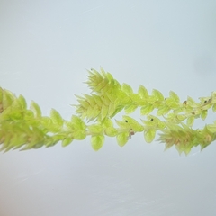 Selaginella eclipes