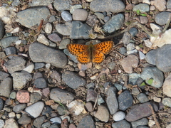 Boloria
