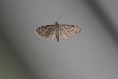 Eupithecia