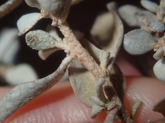 Atriplex vesicaria