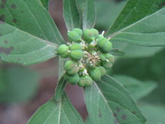 Euphorbia dentata