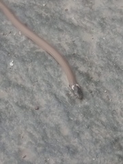 Tantilla calamarina