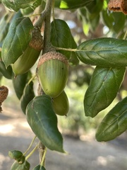 Quercus agrifolia