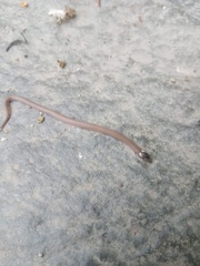 Tantilla calamarina