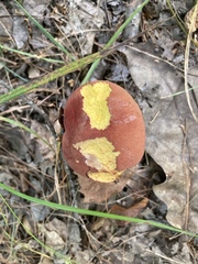 Baorangia bicolor
