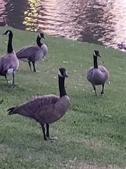 Branta canadensis