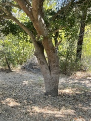 Quercus agrifolia