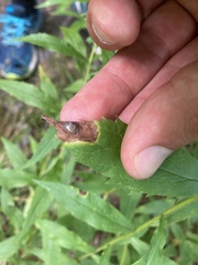 Nemorimyza posticata