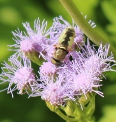 Stratiomyini