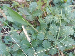Potentilla flabellifolia