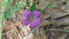 Geranium potentillifolium