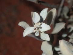 Atriplex vesicaria