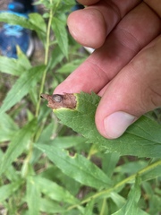 Nemorimyza posticata