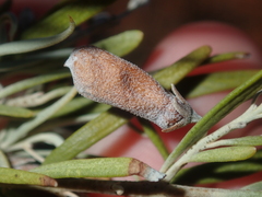Eremophila youngii