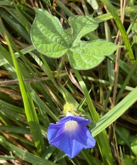 Ipomoea hederacea