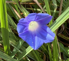 Ipomoea hederacea