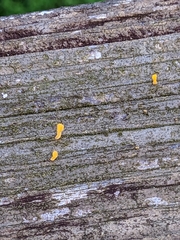 Dacrymyces spathularia