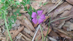 Geranium potentillifolium
