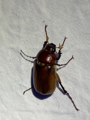 Phyllophaga