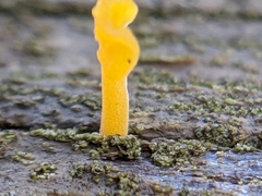 Dacrymyces spathularia