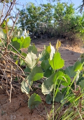 Acourtia nana