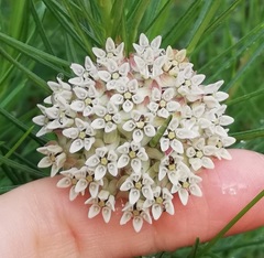 Asclepias linaria