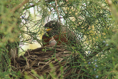 Turdus migratorius