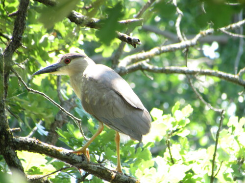 Black-crowned Night Heron photographed in Oklahoma