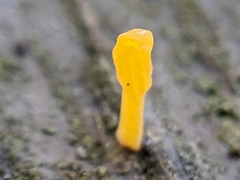 Dacrymyces spathularia