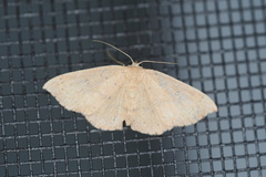 Cyclophora