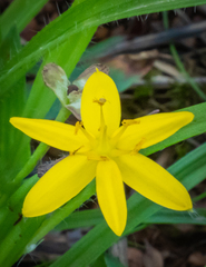 Hypoxis decumbens