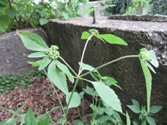 Euphorbia dentata