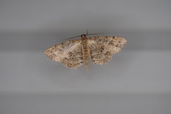 Melanolophia