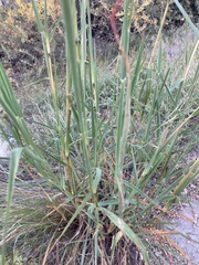 Bothriochloa