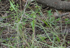 Thamnophis proximus orarius