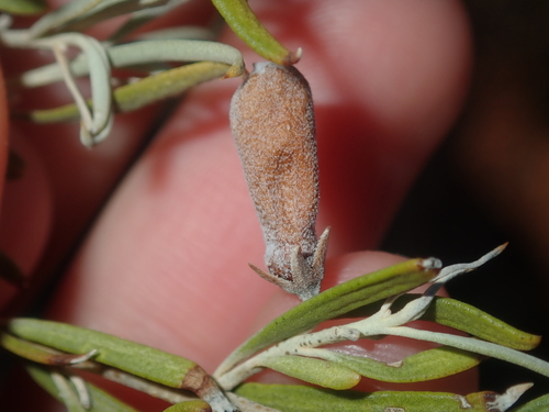 Image of Eremophila youngii by (c) Thomas Mesaglio, some rights reserved (CC BY)