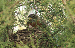 Turdus migratorius