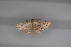 Melanolophia