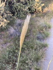 Bothriochloa