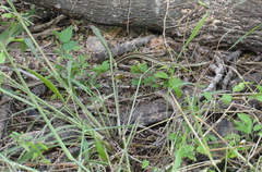 Thamnophis proximus orarius