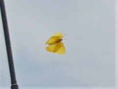 Phoebis philea philea