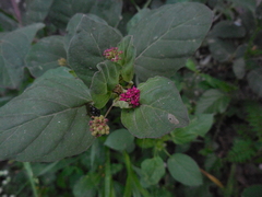 Boerhavia coccinea