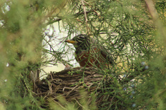 Turdus migratorius