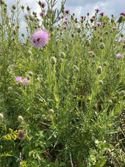 Cirsium discolor